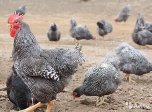 Как выглядит курица породы доминант