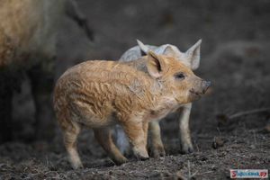 Поросенок венгерская мангалица