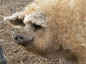 Свинья венгерская мангалица крупным планом