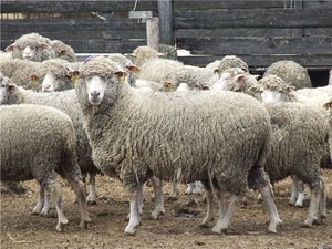 Куйбышевский баран: характеристика породы