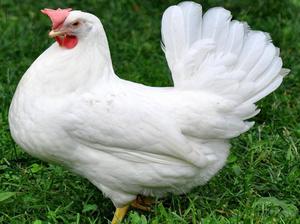 Какая продуктивность у породы