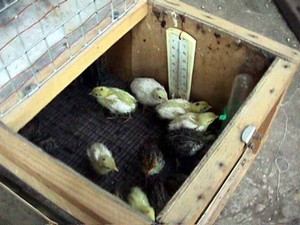 Условия для выращивания циплят
