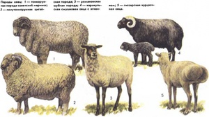 Сколько весит баран
