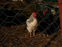 Причины клевания яйц