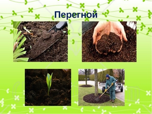 Чем полезен перегной