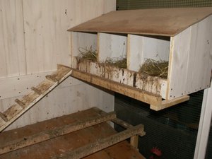 Какими должны быть насесты