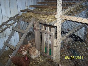 Особенности изготовления насестов
