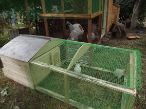 Клетки для содержания цыплят