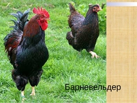 Окрас кур породы Барневельдер