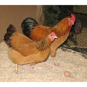 Куры породы Фокси Чик - яйценоскость фото