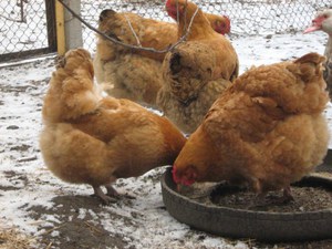 Куры породы Фокси Чик зимой фото