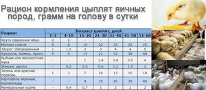 Таблица кормления цеплят