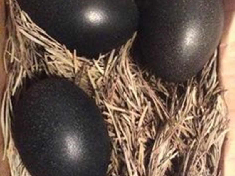 Аям цемани породы кур Черные куры и петухи