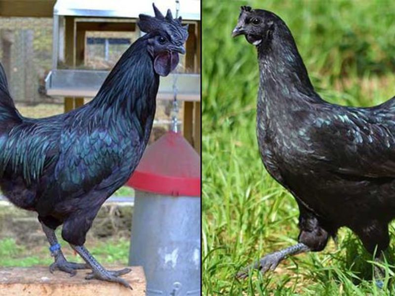 Петух и курица породы ayam Курица особой породы