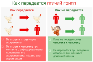 Форма птичьего гриппа