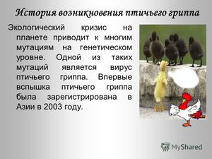 Симптомы птичьего гриппа