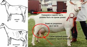 Где обитают козы