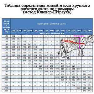 Сколько весит корова