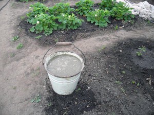 Преимущества и недостатки куриного помёта в качестве удобрения