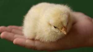 Причины смерти птицы