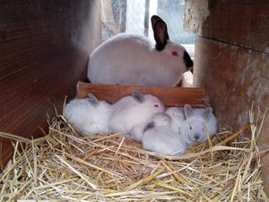 Калифорнийский кролик и крольчата фото
