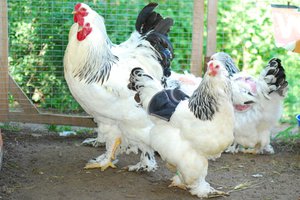 Светлая или колумбийская курица Брама фото