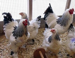 Куры брама - разведение кур