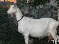 Зааненская коза