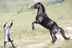Нрав лошади