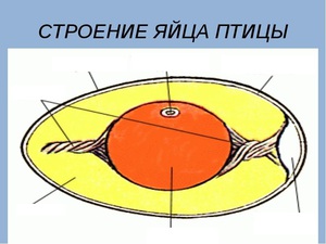 Подробное строение куриного яйца 