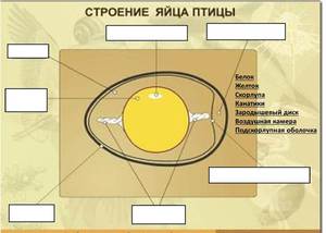 Подробное строение яйца птиц