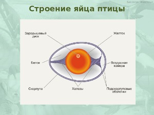 Строение яйца птиц