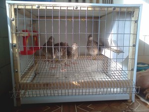 Как кормить перепелов