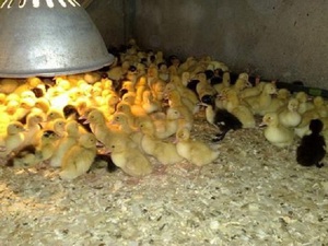 Рацион питания гусят