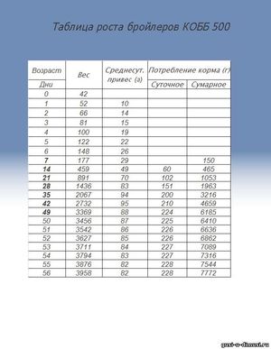 Таблица роста бройлеров