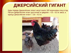 Внешний вид кур джерси