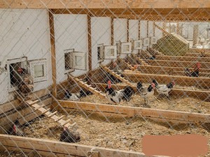 Какие клетки подойдут для кур в летнее время