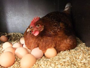 Способы выведения цыплят