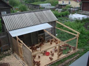 Какие породы кур лучше разводить