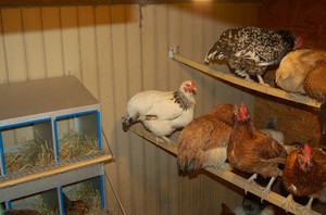 Правила ухода за курами
