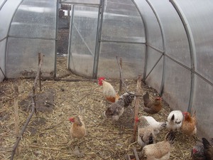 Куры в домашних условиях