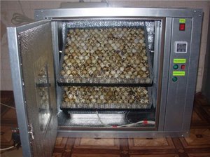 Как сделать ирнкубатор для перепелов