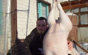 Разведение индюков
