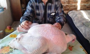 Плюсы породы индюков