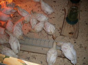 Питание индюков в домашних условиях