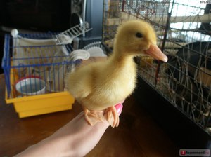 Характеристика породы уток