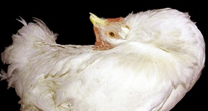 Описание симптомов болезни Марека у кур