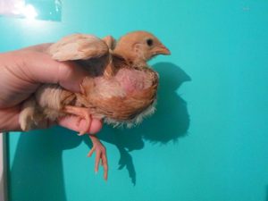 Описание возможных заболеваний и патологий у кур