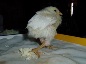 Проявления заболеваний у цыплят