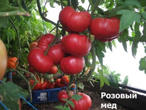 Описание томата розовый мед